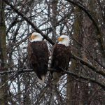 Two mature Bald Eagles in a tree