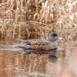 Wigeon Female